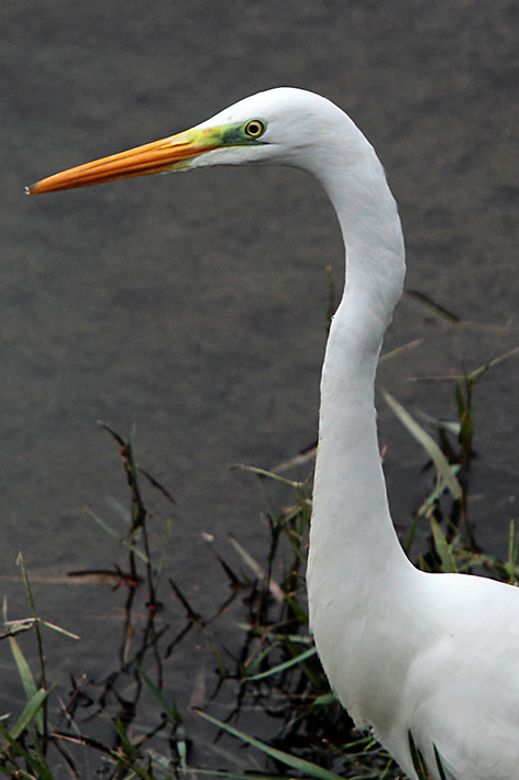 Airone b. m. vicino vicino